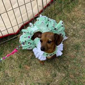 Meet your Posher, Bart